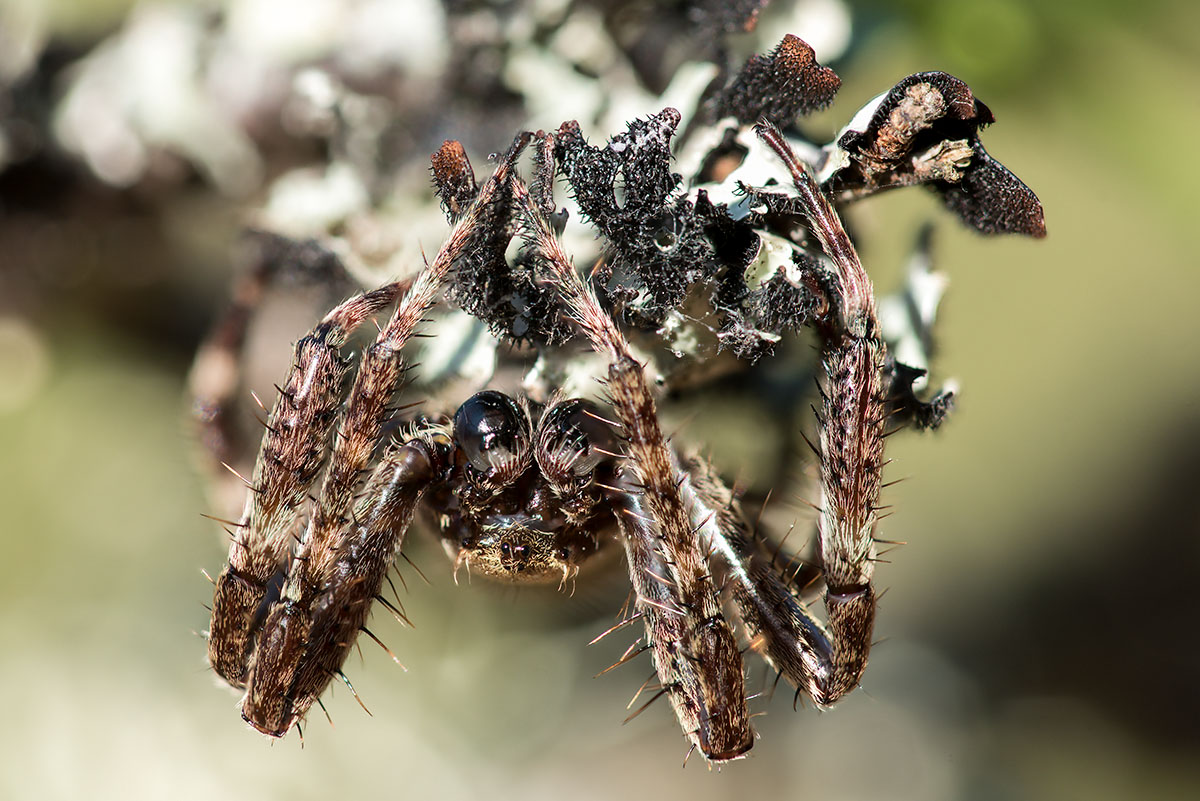 Due domande su Araneus angulatus - prov. Grosseto